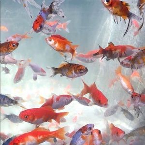 Meet your Posher, Catherine